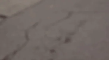 Collection Elite – Montres pour Elle & Lui